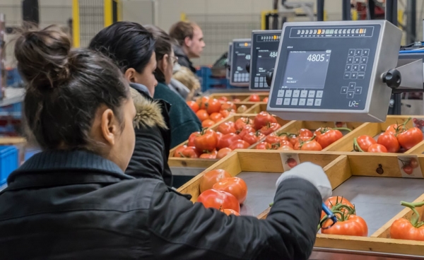 DTS-V at Schenkeveld Tomatoes