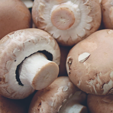 mushrooms-compressor