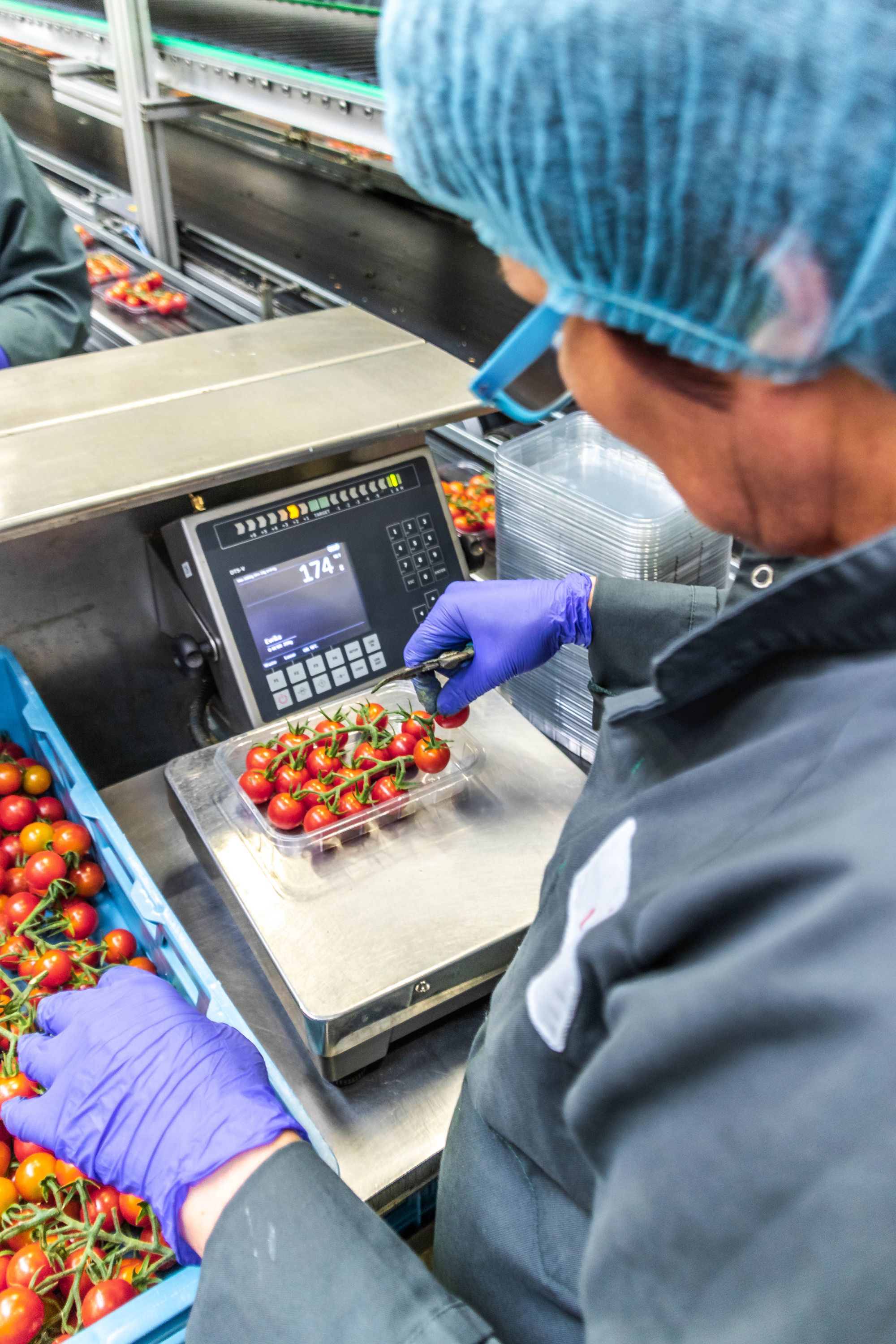 Slim wegen van tomaten bij Looye Kwekers